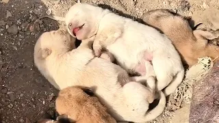 A stray dog mother and her four puppies were adopted by a caring couple and raised to adulthood.