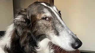 how to con your borzoi into taking a bath