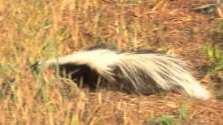 Discovering Nature - Skunks