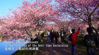Kawazu Cherry Blossom Festival 2024, the first day of the best-time declaration!