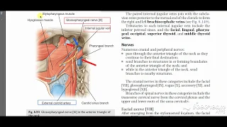 Glossopharyngeal course 1