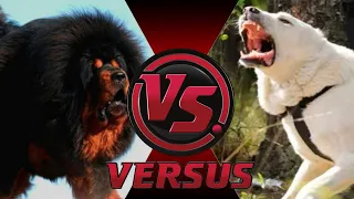 Алабай против Тибетского мастифа. КТО СИЛЬНЕЕ? Alabai vs. Tibetan Mastiff. WHO IS STRONGER?