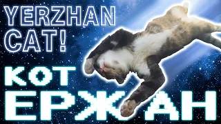 ЕРЖАН ВЕРНУЛСЯ ! / Yerzhan cat (VCM Humor © 2021)