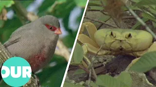 A Year-long Expedition Captures the Eclectic Wild Life of Ascension Island | Our World