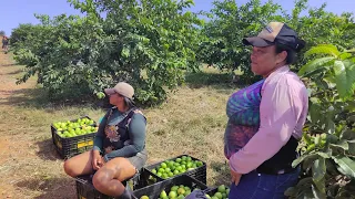 MOSTRANDO A PRODUÇÃO DE GOIABA NA FAZENDA SABÃO, MIRANDIBA PERNAMBUCO. UMA PALESTRA COM ALVANIR.