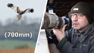 Photographing Marsh Harriers from a Hide - But Do I Have Enough Reach?  And Tips on Hide Photography