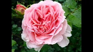 Самая ароматная роза. "Абрахам дерби", цветение. Июль 2021.