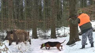 Hunting Serbia - Wild boar hunting | Lov divlje svinje lovište Maljen Divčibare |Caccia ai cinghiali