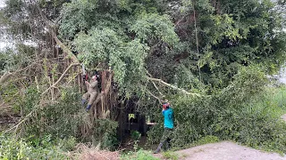 [CLEANUP OVERGROWN TREES] Cut down 3 giant fig trees in front of the alley causing danger