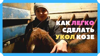 КАК МЫ ДЕЛАЕМ УК0ЛЫ КОЗАМ (ИНЪЕКЦИИ)