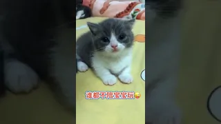 OMG! So Adorable Cute Cats 😻 Best Funny Cat Videos 2021 #94