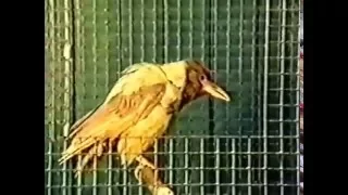 Птицы-пересмешники