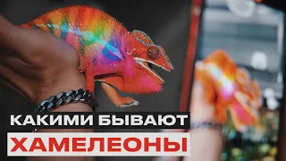 РАСПАКОВКА ЖИВОТНЫХ С МАДАГАСКАРА | Самые редкие хамелеоны и фельзумы