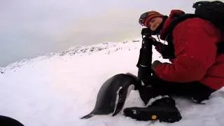 Penguin Encounter - Antarctica
