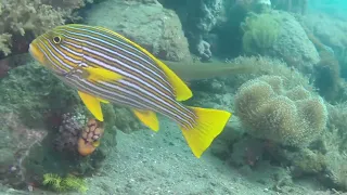 Amazing Diving from Alor, Indonesia May 2018