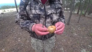 Первые грибы у Байкала 2021