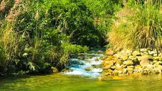 Natural sounds of the forest, birds singing, peaceful streams