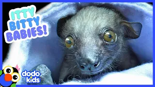 The Tiniest, Most Adorable Baby Animals Ever | 30 Minutes of Animal Videos | Dodo Kids