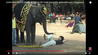 ELEPHANTS GOT TALENT THAILAND.. #globalvideopro1. #elephants. #talented.