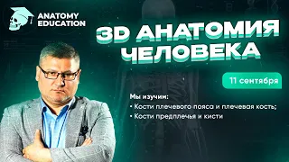 3D Анатомия для студентов. Кости плечевого пояса и плечевая кость. Кости предплечья и кисти