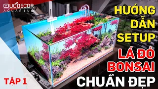 Tập 1 hướng dẫn setup hồ thuỷ sinh lá đỏ bonsai chuẩn đẹp - Thuỷ sinh Quới decor