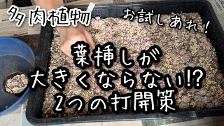 【多肉植物】葉挿しを大きく育てる方法