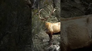 Elk Sheds Antler! Always wanted to capture this rare moment on video. #elk #wildlife #shedhunting