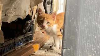 Hungry Mother Cat and Kitten living on the street. I gave them food.