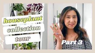 Houseplant Collection Tour 2020 | Part 3 (final 40+ plants in my collection)