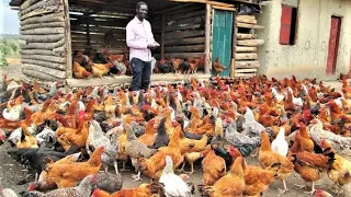 Stop Buying Chicken feed | Make your Own | Here is my Solution Part 1