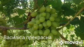 Відео від Калугіна Віктора Михайловича ГФ Василіса прекрасна