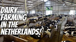 Milking 240 Cows in The Netherlands! 🇳🇱🇳🇱