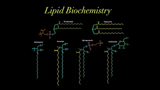 Lipid Biochemistry (EVERYTHING YOU NEED TO KNOW MCAT) glycerol, phospholipid, sphingosine, ceramide