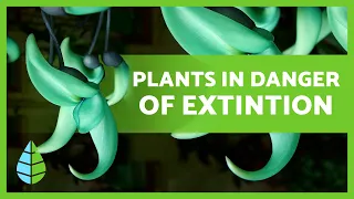 Plants in DANGER of EXTINCTION ⚠️🥀⚠️