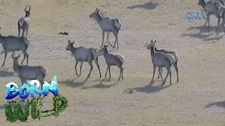 Born to be Wild: Mongolian Red Deer in their breeding season