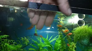 Как понизить рН воды в аквариуме.