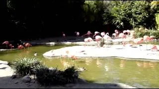 San Diego Zoo - Flamingos fighting, chilling, relaxing, talking, having fun