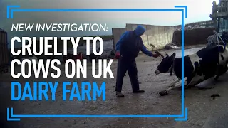 Investigation: Cruelty To Cows On Welsh Dairy Farm | The True Cost Of Milk | Animal Equality UK