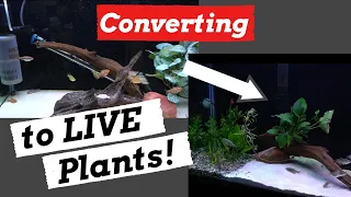 How to Convert to a Planted Community Tank *EVERY STEP*