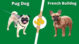 Pug Vs French Bulldog | French Bulldog VS Pug dog comparison 2022