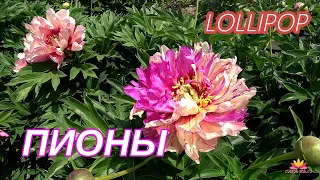Необычный ИТО-пион LOLLIPOP / Сад Ворошиловой