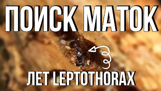 Искал Camponotus, а нашел их! Лет Leptothorax. // Поиск Маток