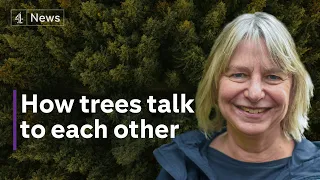 “Our economy drives deforestation” - Suzanne Simard on protecting our forests