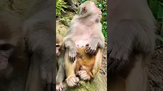monkey eating fruits video 📷।#monkey #viral