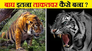 बाघ इतने शक्तिशाली क्यों होते हैं? | Why Are Tigers So Strong?