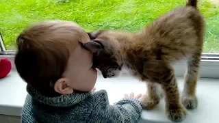 LYNX KITTEN BUTTING A CHILD