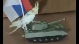 Попугай на танке против кошки Parrot vs cat
