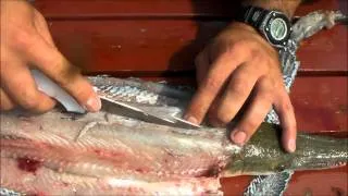 Filleting an aligator gar