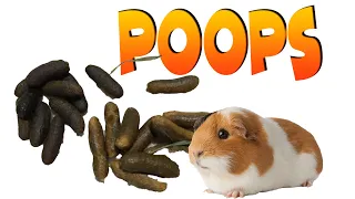 Guinea pig poop - what you need to know
