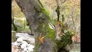 Και πήγε έντεκα-Νικος Μακρόπουλος